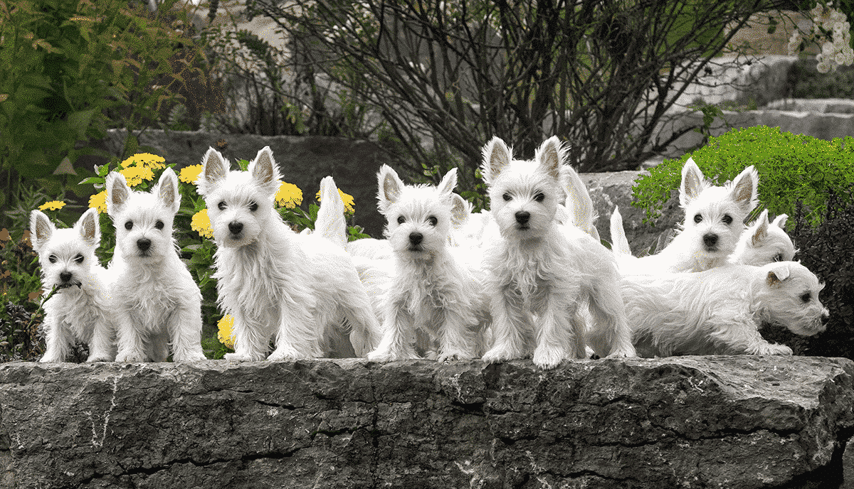 Puppy Growth Plates and Exercise