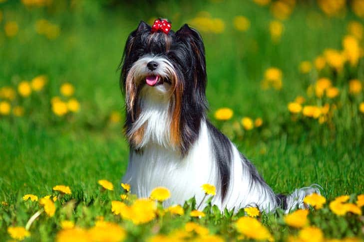 Biewer Terrier recognition