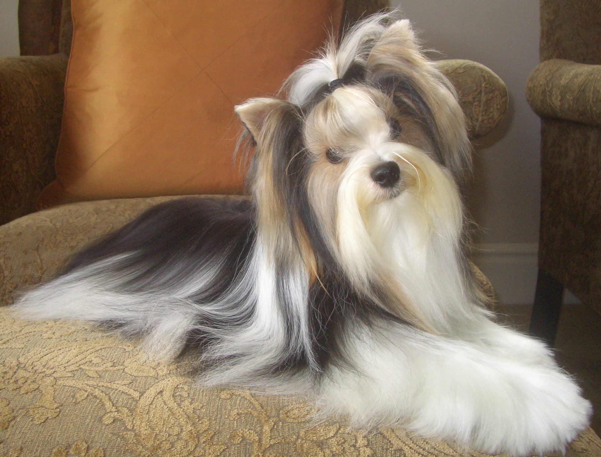 How to Judge the Biewer Terrier |