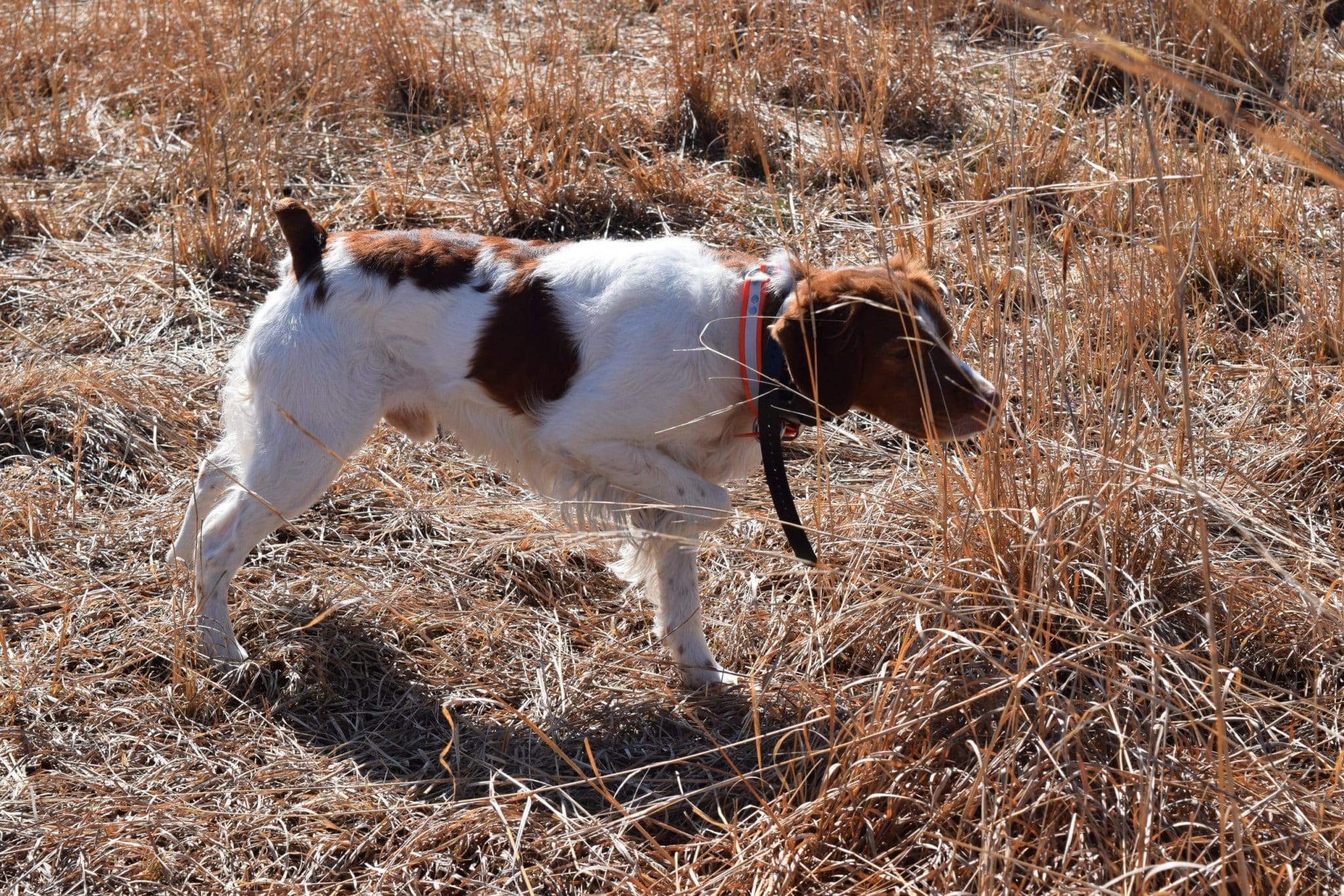 Sporting Dogs | Are We Honoring Our Breed Standards?