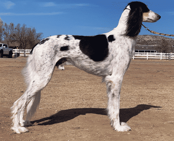 Saluki Breed Standard