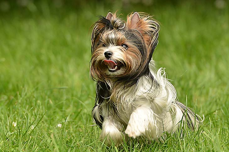 Developing The Biewer Terrier