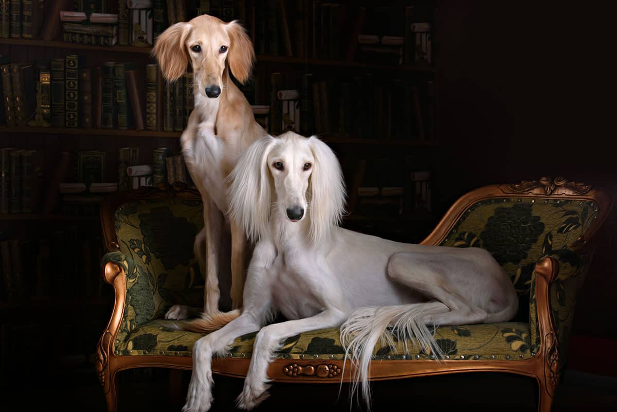 Saluki Standard