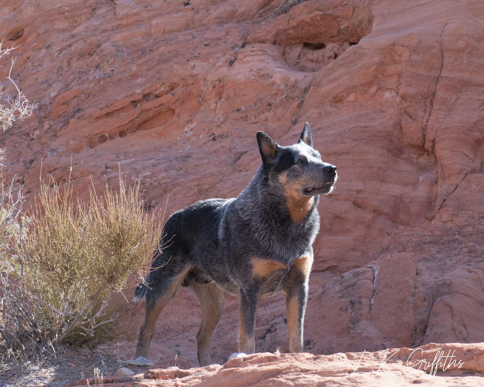 Are Australian Cattle Dogs Right for You?