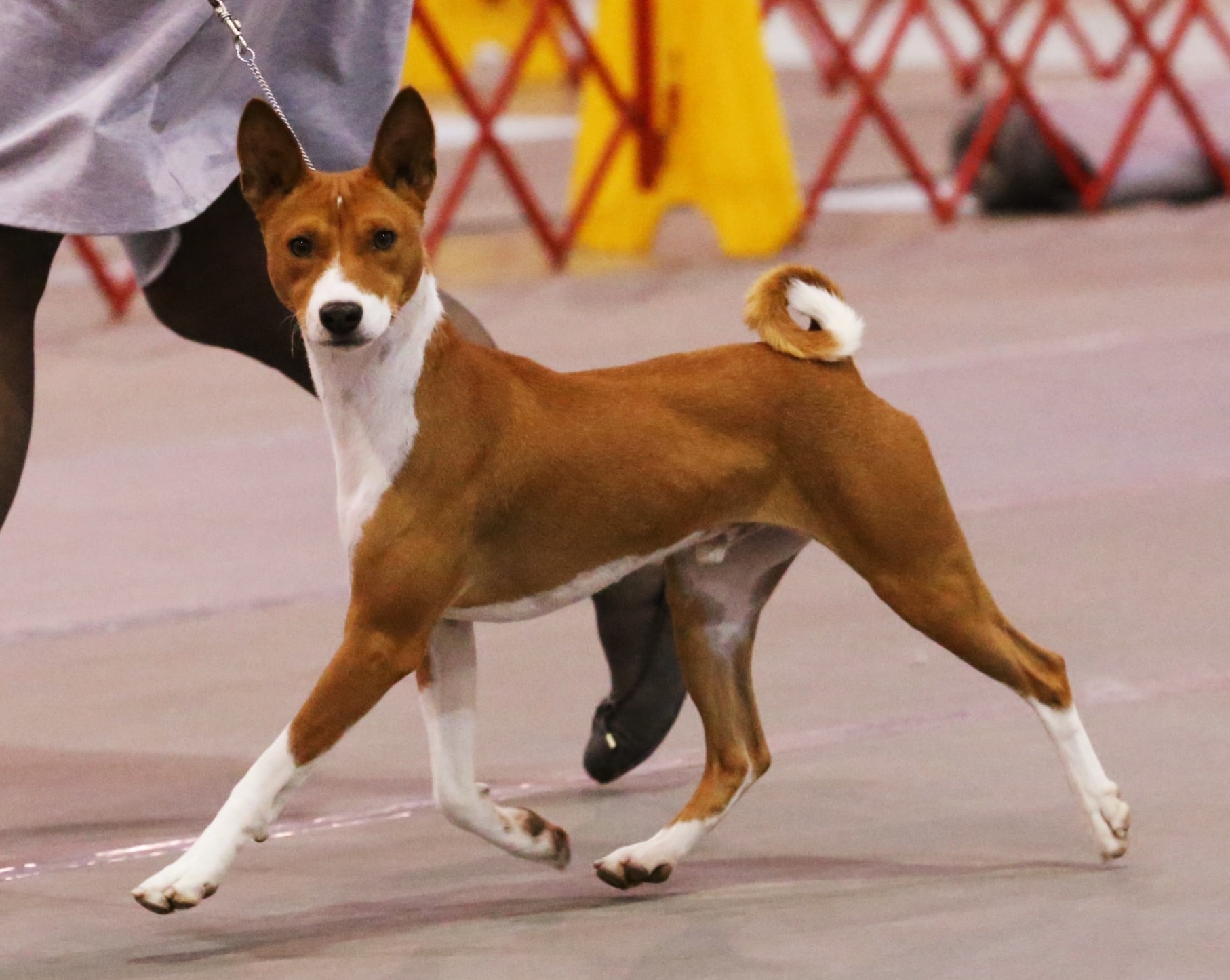 Proportionally Speaking: The Square Basenji