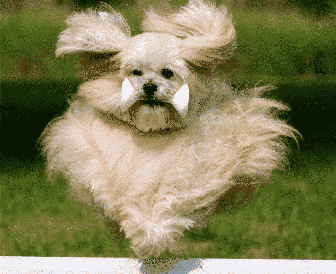Why I love a Non-Sporting Group Dog
