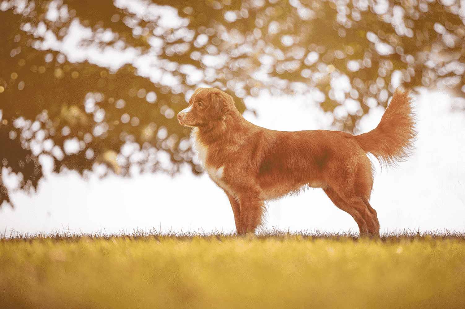 Dog Behavior | Temperament, Personality and Soundness