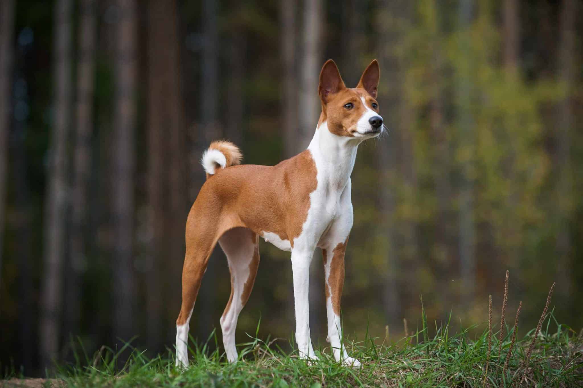 Square like a Basenji