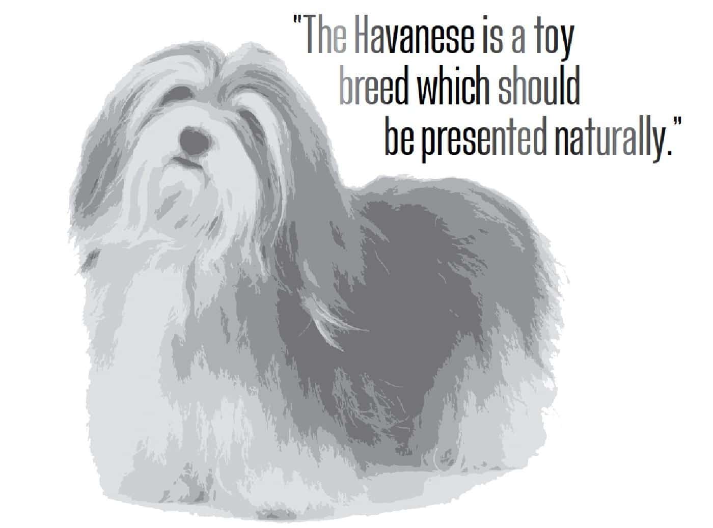 Judging The Havanese