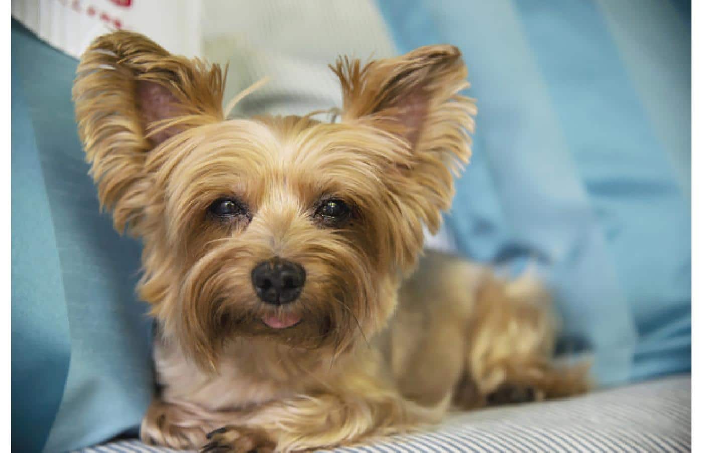 Sugarfoot Yorkies | Vicki Edwards