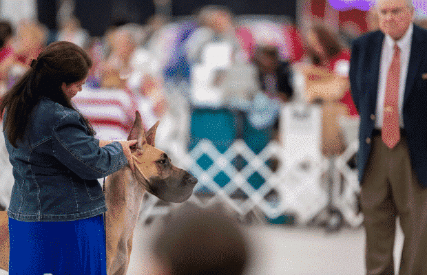 Volunteering in dog clubs | Why Do People Stop ?