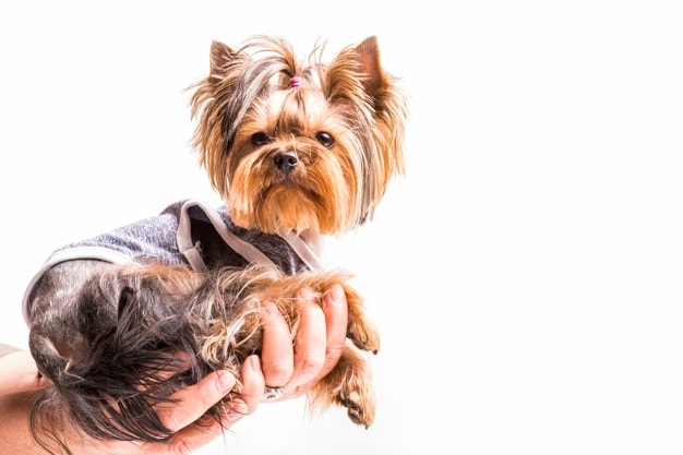 Yorkie Survey by Showsight | Describe the breed in three words? Drop coat—blue and tan, compact Toy Terrier and self importance.