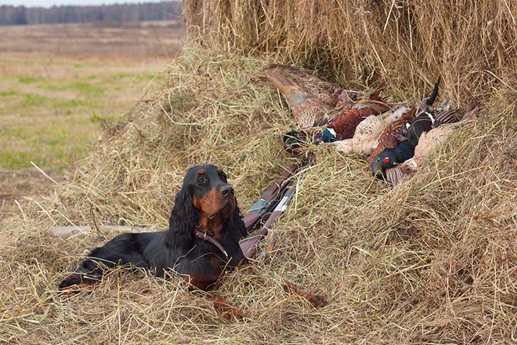 Gordon Setter Club of America