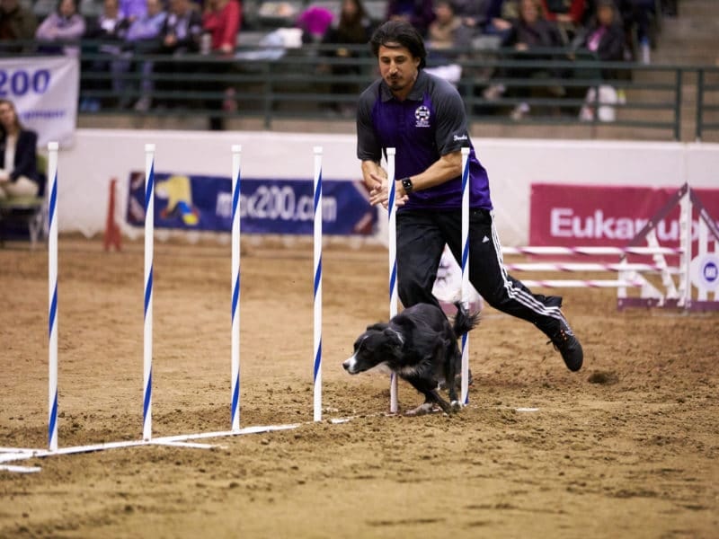 The Akc Agility Premier Cup