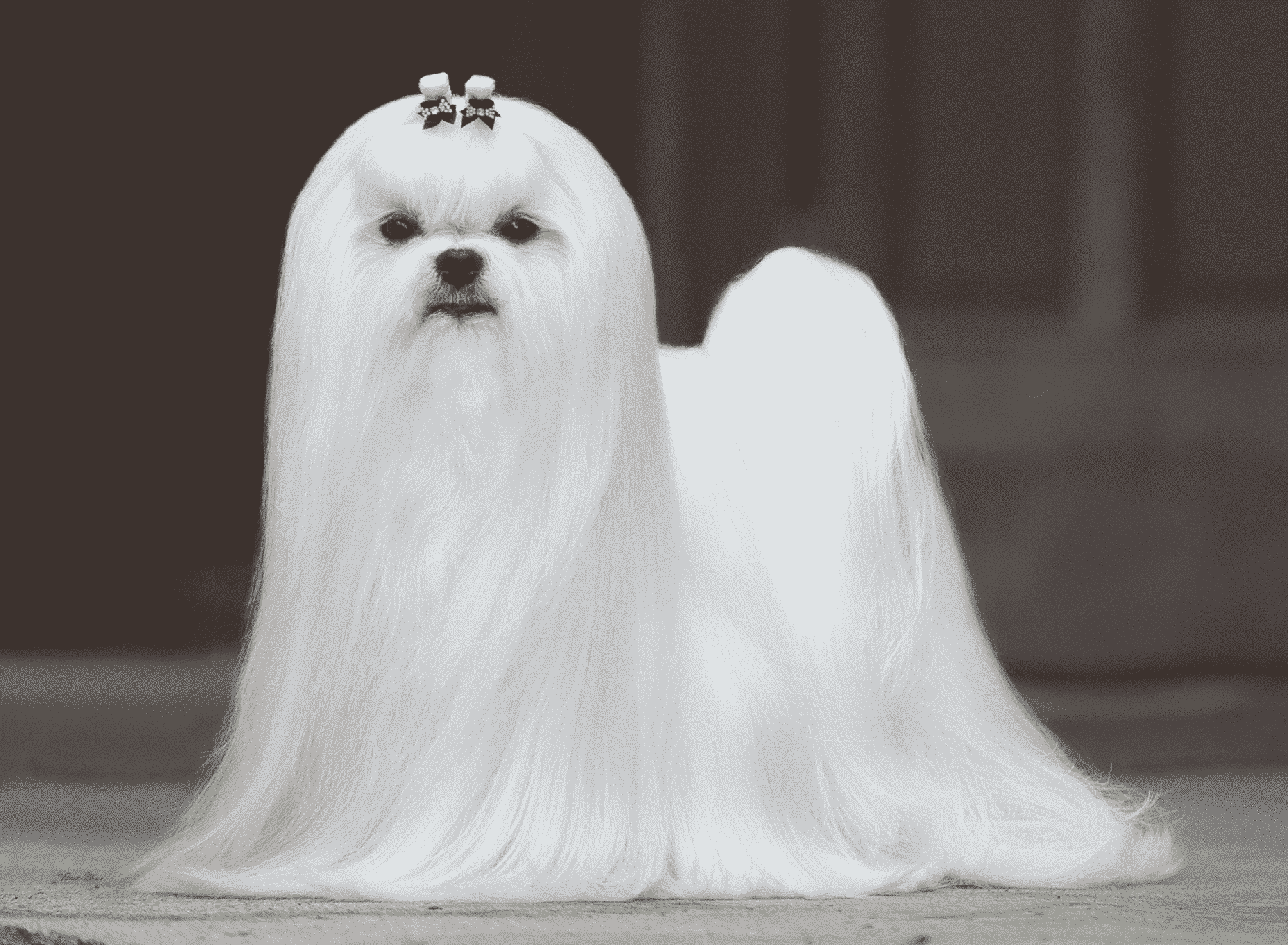 Judging The Maltese