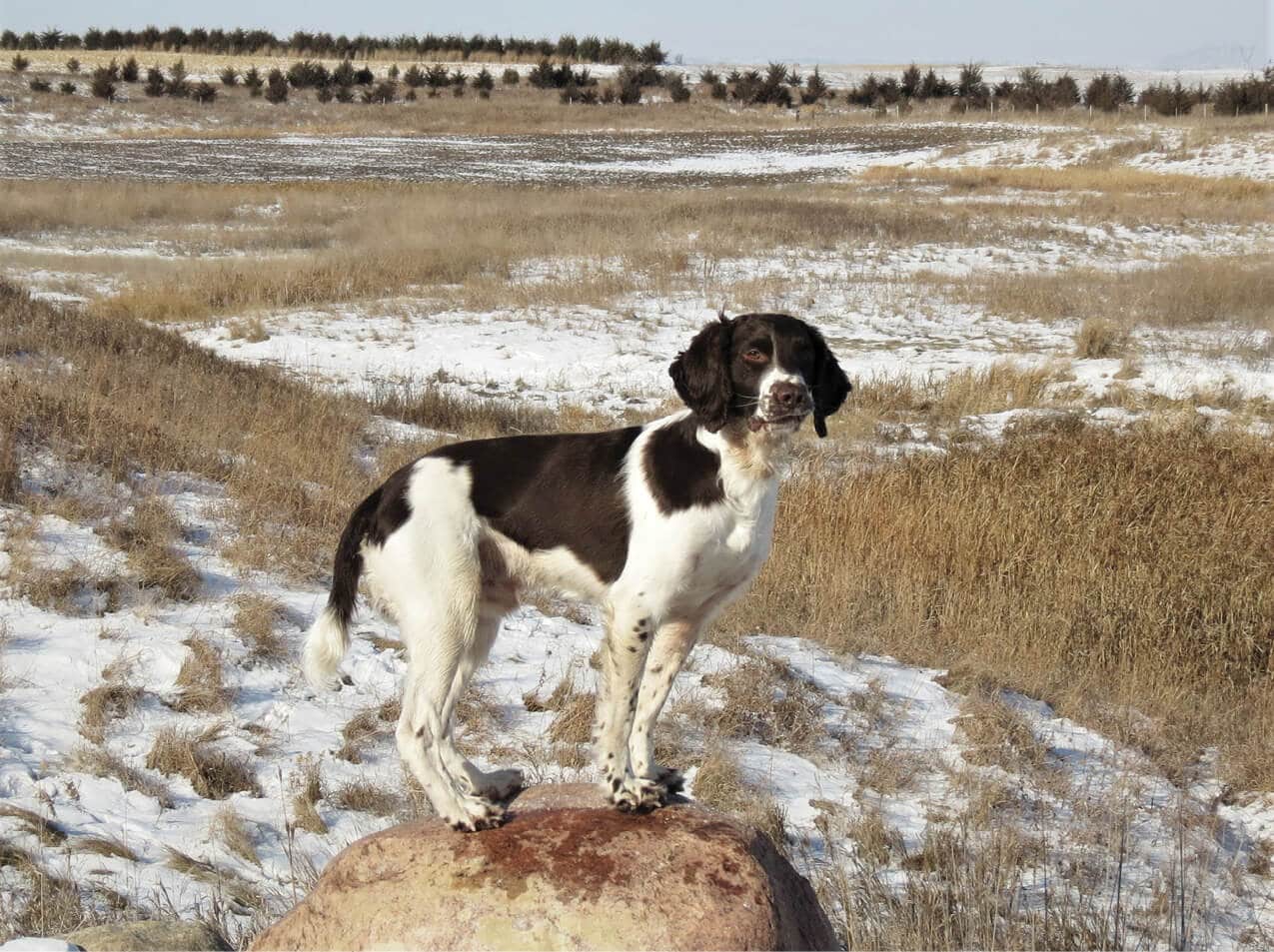 The English Springer Spaniel