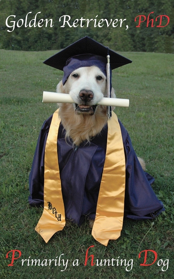 Golden Retriever