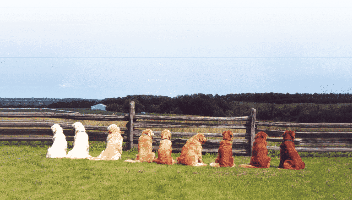 Golden Retriever Dogs in a field