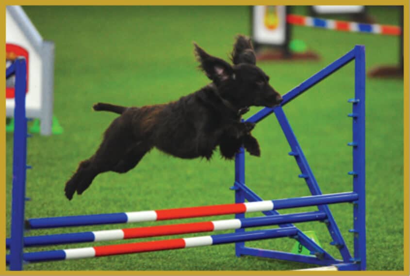 Boykin Spaniel
