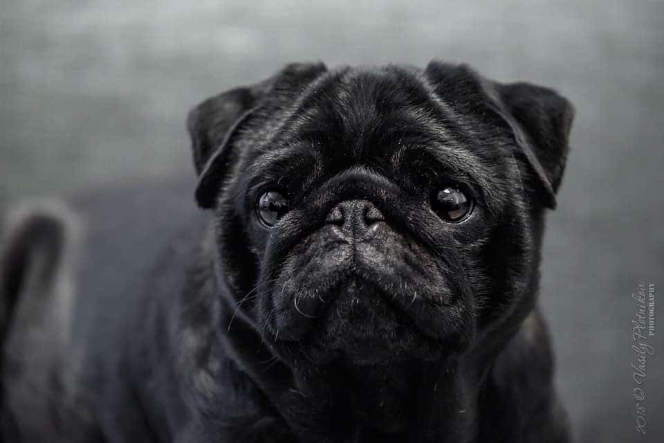 What makes a Pug | Round Head, Square Body, Curly Tail