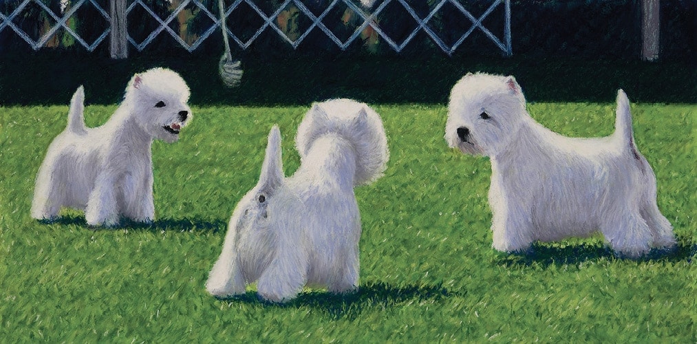 West Highland White Terrier Judging Guide