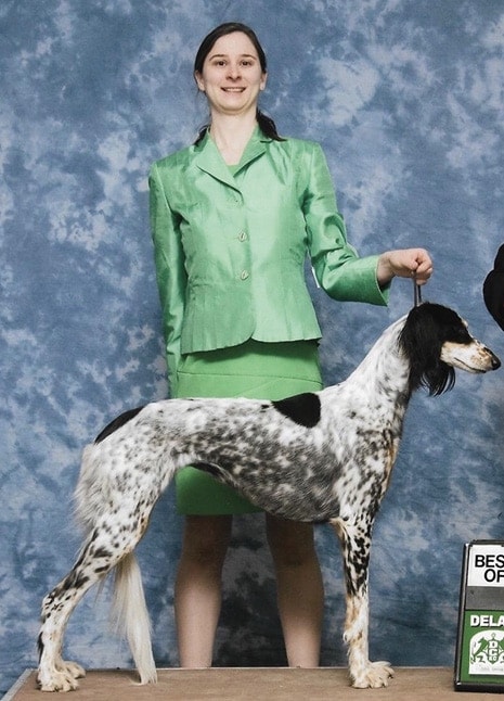 Danielle Rubin | Desertskye Salukis - The breeder/owner handler