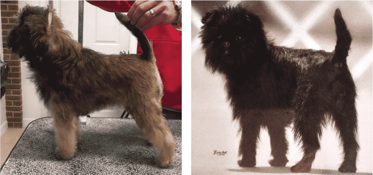 Affenpinscher Dog