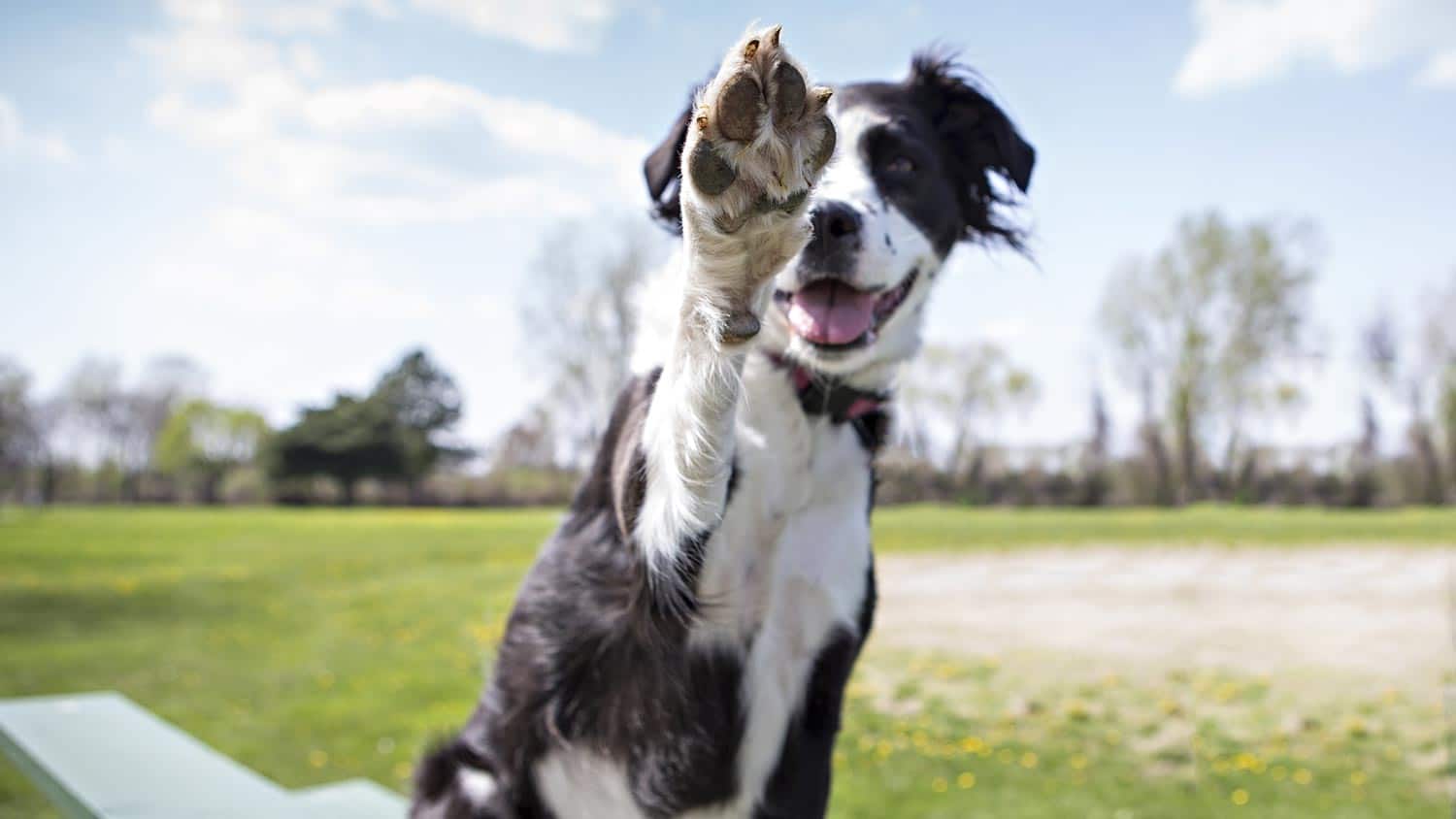 Trick Dog National Competition