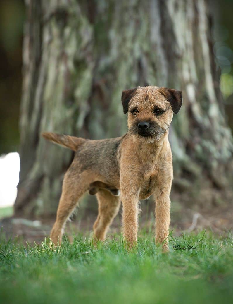 Spanning The Border Terrier