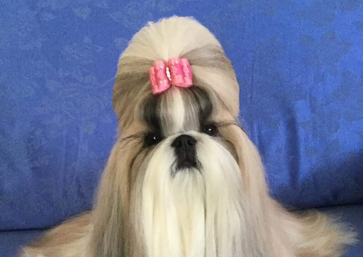 The Shih Tzu Topknot