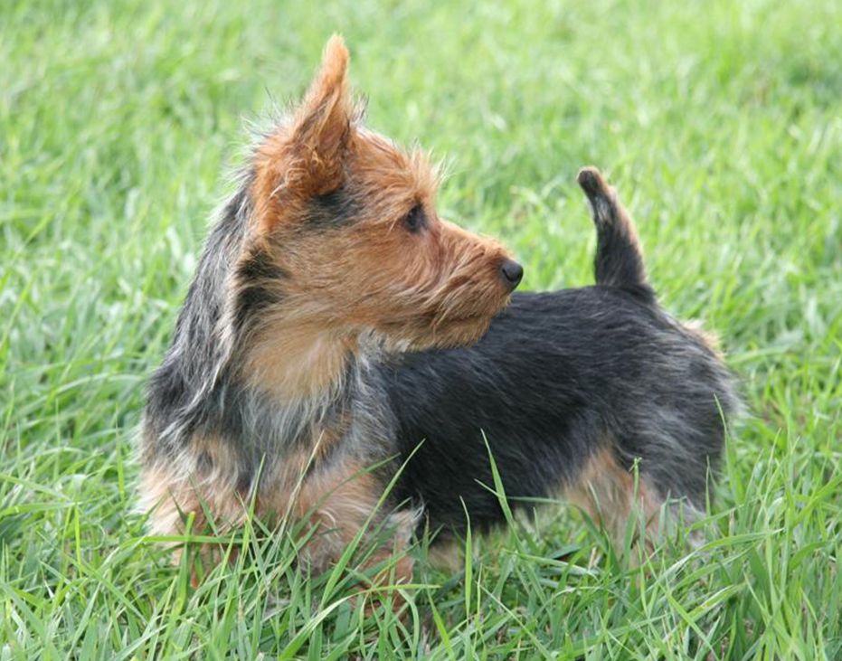 Aussie standing on the grass