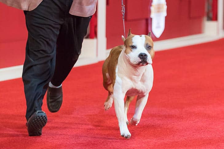 Dog show judging system needs fixing