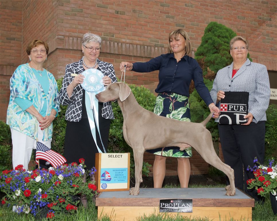 Judging the Weimaraner