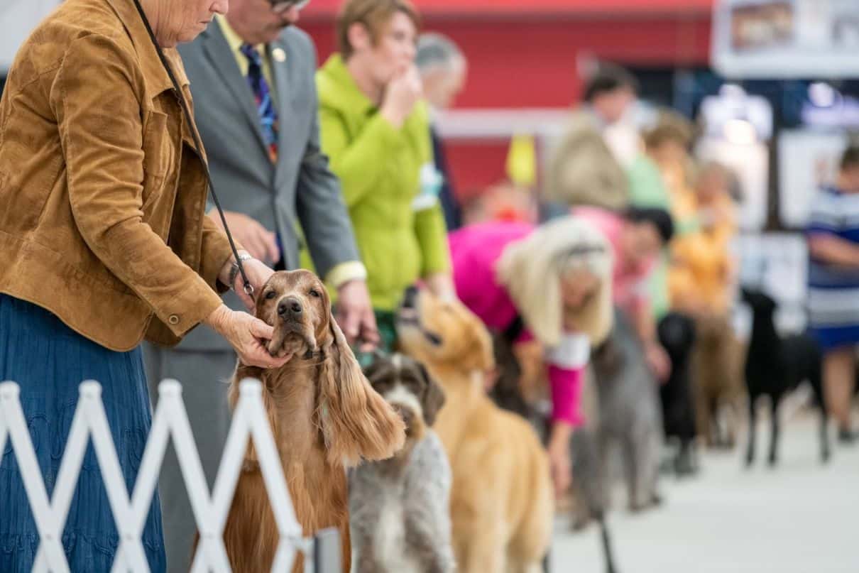 Owner Handler’s Journey