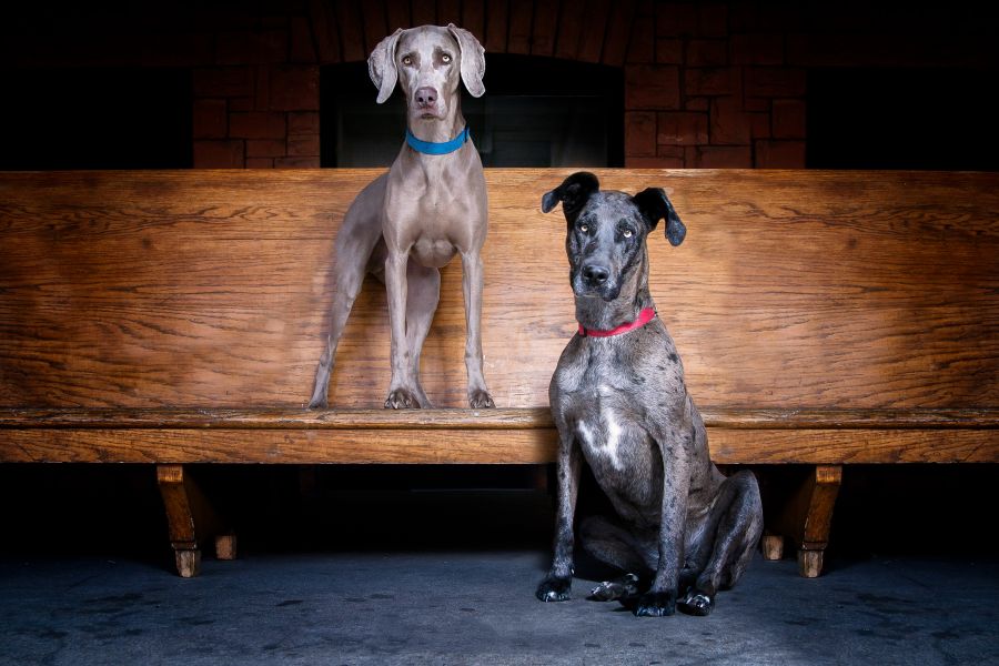 Decades In Dogs | Memories With Our ‘Best Friends’
