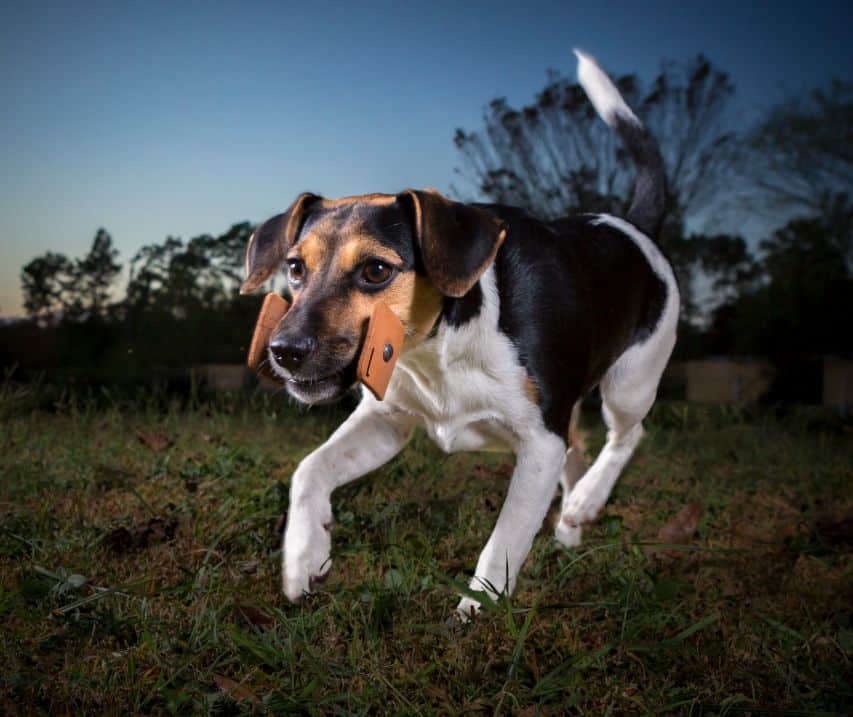 Danish-Swedish Farmdog - Foundation Stock Service Dog Breeds