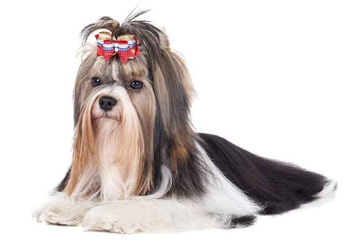 Judging the Toy Breeds