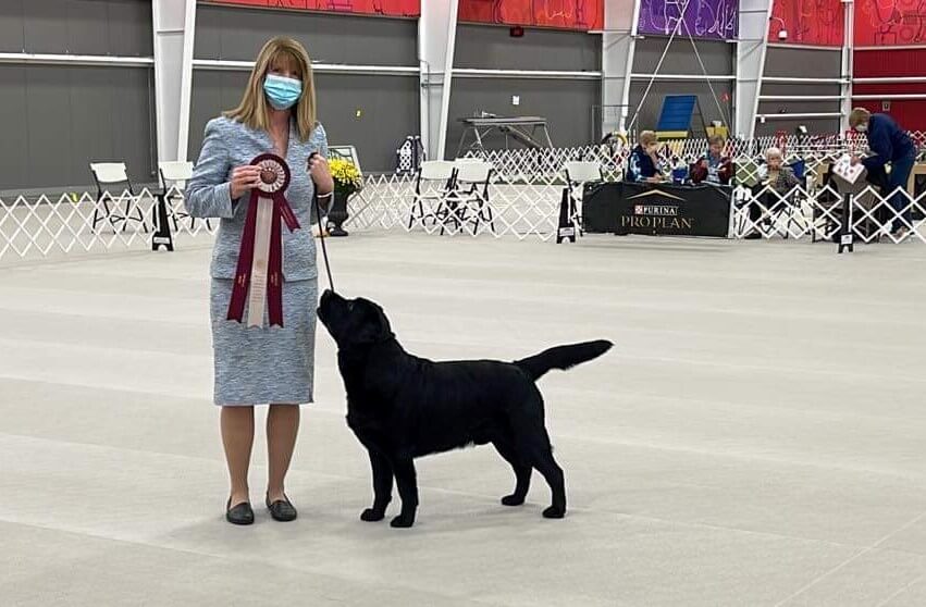 Mocha Labradors | Dawn Mieth