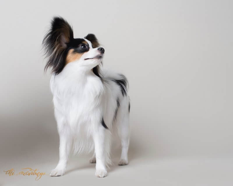 Papillon dog on white background