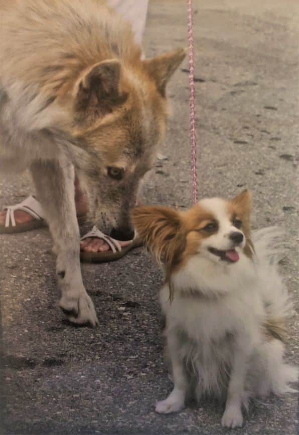 Can Toy Dogs Be Prey ?