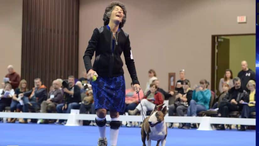 Banbury Bedrock Bull Terriers | Mary Remer