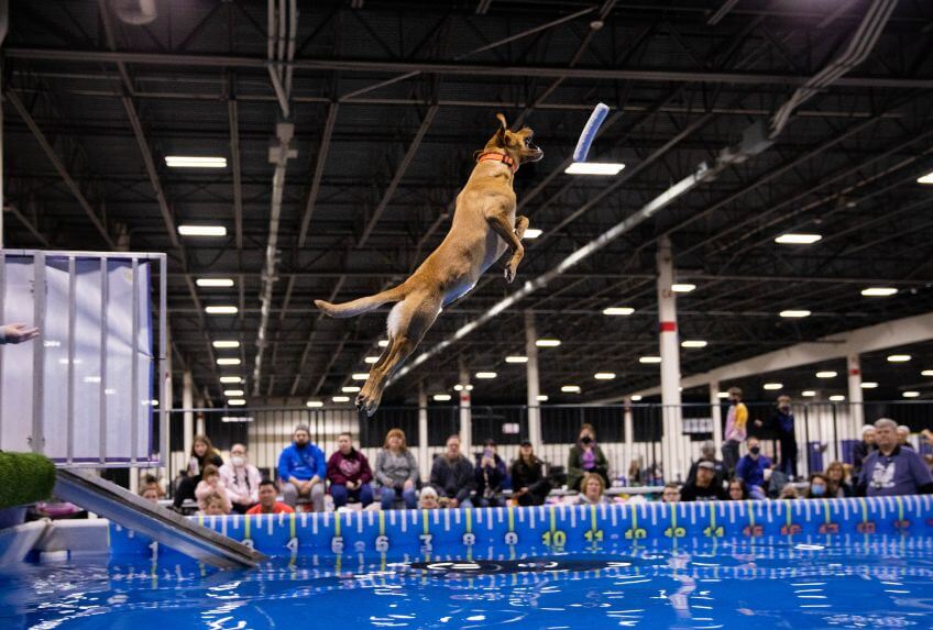Michigan Winter Dog Classic Cluster | Novi, MI