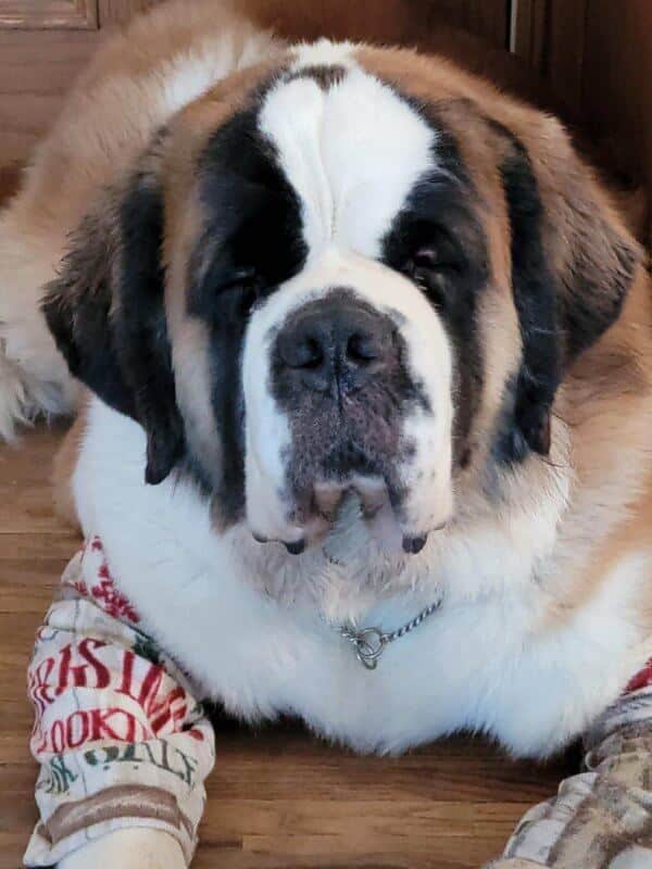 BrandauRidge Saint Bernards