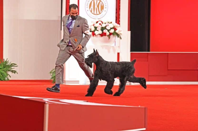 Canine Athletes Set To Take Over Espn On Super Bowl Sunday