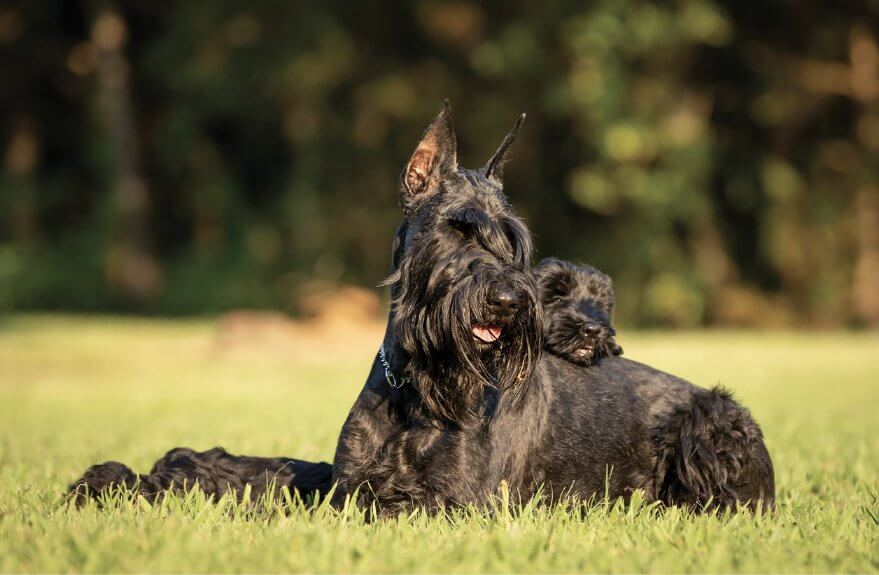 Giant Schnauzer Breed Standard