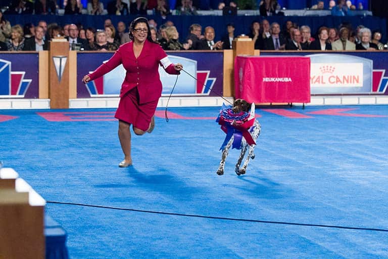 Dog Show | For The Love Of The Game