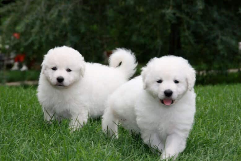 False Pregnancy in Dogs