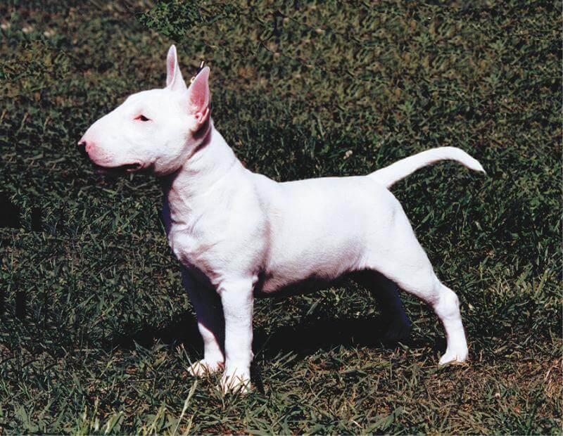 Purebred Bull Terrier