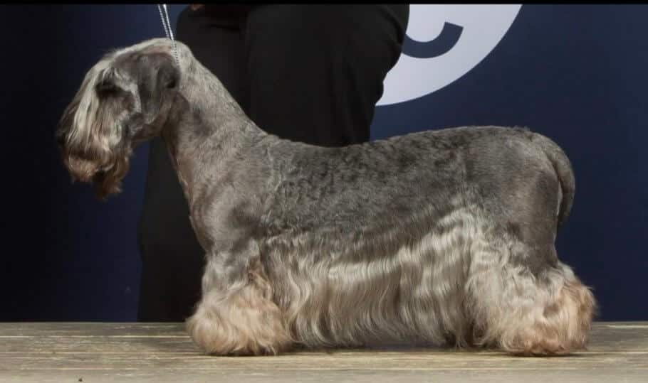 Purebred Cesky Terrier