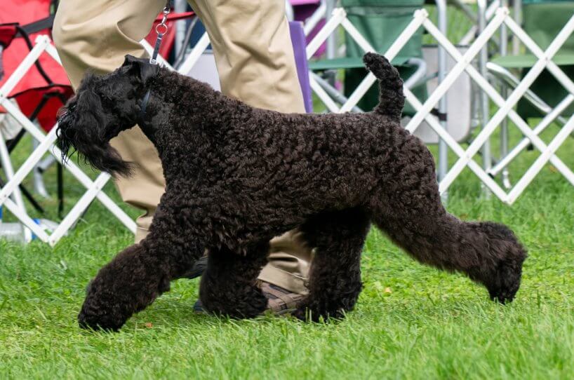 Grooming Kerry Blue Terrier